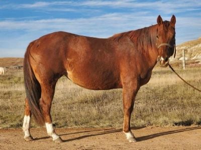 Z Deceased Foal